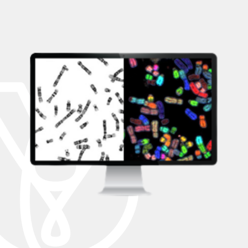 Cytogenetics